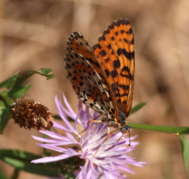 Nymphalidae